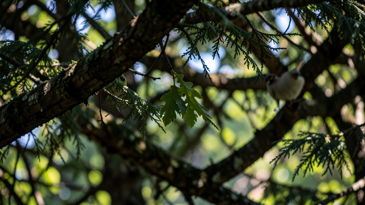 How to Identify Bird Sounds with Merlin Bird ID